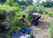 Bhabinkamtibmas Polsek Alas Pantau Kebun Sayuran Warga untuk Mendukung Ketahanan Pangan