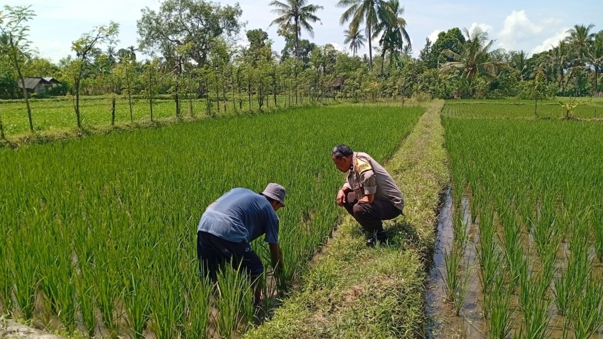 Lombok Barat, NTB – Kepolisian Resor (Polres) Lombok Barat menunjukkan komitmen kuat dalam mendukung program ketahanan pangan nasional. Hal ini dibuktikan dengan kegiatan aktif yang dilakukan oleh jajaran Bhabinkamtibmas di wilayah hukumnya, seperti yang terlihat di Desa Merembu, Kecamatan Labuapi. Pada hari Senin, 17 Maret 2025, Bhabinkamtibmas Desa Merembu, Aipda Sudarman, melaksanakan kunjungan ke warga masyarakat di Dusun Tangkeban. Kegiatan yang berlangsung sejak pukul 09.00 WITA ini bertujuan untuk mendorong masyarakat agar terus meningkatkan upaya dalam mewujudkan ketahanan pangan di tingkat rumah tangga dan desa. Kapolsek Labuapi, Polres Lombok Barat, Polda NTB, Ipda I Nyoman Rudi Santosa, menegaskan bahwa pihaknya sangat mendukung program pemerintah terkait swasembada pangan. Beliau menyampaikan apresiasi atas inisiatif Bhabinkamtibmas yang terjun langsung ke masyarakat untuk memberikan motivasi dan pendampingan. Dukungan Polri untuk Swasembada Pangan Nasional “Kami dari Polsek Labuapi sangat mendukung program ketahanan pangan yang dicanangkan oleh pemerintah,” ujar Ipda I Nyoman Rudi Santosa dalam keterangannya. “Kegiatan yang dilakukan oleh Bhabinkamtibmas Aipda Sudarman di Desa Merembu ini adalah salah satu wujud nyata dari dukungan tersebut. Kami berharap, dengan adanya dorongan ini, masyarakat semakin termotivasi untuk mengembangkan potensi di berbagai sektor.” Lebih lanjut, Kapolsek menjelaskan bahwa program ketahanan pangan ini mencakup berbagai bidang, mulai dari pertanian, peternakan, perikanan, hingga perkebunan. Pihaknya berharap, dengan diversifikasi usaha ini, masyarakat Desa Merembu dapat lebih mandiri dalam memenuhi kebutuhan pangan sehari-hari, sekaligus berkontribusi pada program swasembada pangan nasional. Bhabinkamtibmas Aktif Dorong Potensi Lokal Aipda Sudarman sendiri dalam kunjungannya berinteraksi langsung dengan para petani, peternak, dan warga lainnya. Ia memberikan semangat dan informasi terkait berbagai teknik dan inovasi yang dapat diterapkan untuk meningkatkan hasil produksi. Selain itu, ia juga menyampaikan pentingnya menjaga keamanan dan ketertiban di lingkungan desa agar program ketahanan pangan dapat berjalan dengan lancar. “Kami terus berupaya untuk hadir di tengah masyarakat, tidak hanya dalam menjaga keamanan tetapi juga dalam mendukung program-program positif seperti ketahanan pangan ini,” kata Aipda Sudarman. “Kami melihat potensi yang besar di Desa Merembu ini, dan kami yakin dengan kerja keras dan dukungan bersama, masyarakat dapat mencapai kemandirian pangan yang lebih baik.” Kondisi Desa Merembu Terpantau Aman dan Kondusif Dalam kesempatan yang sama, Kapolsek Labuapi juga menyampaikan kabar baik terkait kondisi keamanan di Desa Merembu. Beliau memastikan bahwa hingga saat ini, wilayah binaan Aipda Sudarman tersebut terpantau aman dan kondusif. Hal ini tentu menjadi modal penting dalam pelaksanaan berbagai program pembangunan, termasuk program ketahanan pangan. “Kami bersyukur bahwa situasi keamanan di Desa Merembu tetap terjaga dengan baik,” ungkap Ipda I Nyoman Rudi Santosa. “Ini adalah hasil dari sinergi antara pihak kepolisian, perangkat desa, dan seluruh elemen masyarakat. Kami akan terus berupaya untuk mempertahankan kondisi yang kondusif ini agar masyarakat dapat beraktivitas dengan tenang dan fokus dalam meningkatkan kesejahteraannya.” Kegiatan Bhabinkamtibmas di Desa Merembu ini merupakan contoh konkret dari peran aktif kepolisian dalam mendukung program-program pemerintah yang bertujuan untuk meningkatkan kesejahteraan masyarakat. Diharapkan, langkah ini dapat menginspirasi wilayah lain untuk melakukan hal serupa demi terwujudnya ketahanan pangan yang kuat di seluruh Indonesia. Dukungan dari berbagai pihak, termasuk kepolisian, menjadi kunci keberhasilan program strategis nasional ini.
