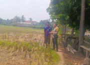 Kedekatan Polisi dan Petani Lombok Barat, Wujud Nyata Program Swasembada Pangan