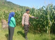 Bhabinkamtibmas Desa Lune Laksanakan Pemantauan Lahan Pertanian dalam Program Ketahanan Pangan Nasional