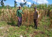 Dukung Ketahanan Pangan, Bhabinkamtibmas Doromelo Pantau Lahan Jagung