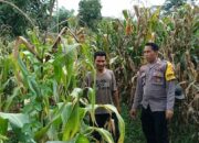 Polsek Kempo Dampingi Petani, Dukung Ketahanan Pangan Nasional