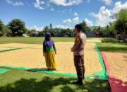 Bhabinkamtibmas Desa Cempi Jaya Pantau Panen Jagung di Dusun Langudi, Tantangan Cuaca Jadi Kendala