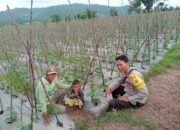Polsek Woja Kawal Ketahanan Pangan: Bhabinkamtibmas Pantau Pertanian Hortikultura di Desa Wawonduru
