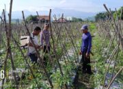 Bhabinkamtibmas Polsek Buer Pantau Perkembangan Tanaman Tomat dalam Mendukung Ketahanan Pangan Nasional
