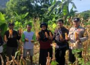 Dukung Ketahanan Pangan, Bhabinkamtibmas Desa Sekongkang Bawah Berikan Pendampingan Panen Jagung di Salah Satu Lahan Milik Warga