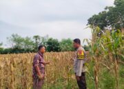 Bhabinkamtibmas Polsek Hu’u Pantau Pengolahan Lahan Pertanian di Desa Cempi Jaya