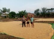 Bhabinkamtibmas Kiwu Pantau Hasil Panen Jagung, Dorong Ketahanan Pangan Nasional