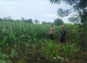 Bhabinkamtibmas Desa Lasi Dorong Pemanfaatan Lahan untuk Ketahanan Pangan