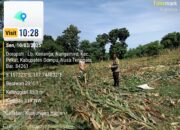 Bhabinkamtibmas Desa Nangamiro Pantau Panen Raya dalam Program Ketahanan Pangan Nasional