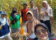 Dukung Ketahanan Pangan, Bhabinkamtibmas Desa Goa Lakukan Pendampingan Panen Jagung