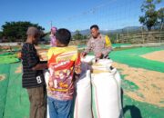 Bhabinkamtibmas Desa Manggeasi Pantau Panen Jagung untuk Program Ketahanan Pangan Nasional