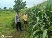 Pemantauan Pengolahan Lahan Pertanian dalam Mendukung Program Ketahanan Pangan Nasional Menuju Indonesia Emas 2025