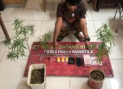 Tanam Ganja di Rumahnya, Seorang Pria Diringkus Sat Resnarkoba Polres Sumbawa Barat