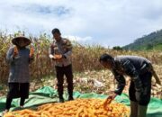 Bhabinkamtibmas Desa Mujahidin Dampingi Warga Saat Panen Jagung