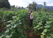 Bhabinkamtibmas Desa Kadindi Dampingi Petani dalam Program Ketahanan Pangan Nasional