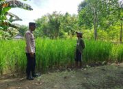 Bhabinkamtibmas Desa Kerekeh Lakukan Pemantauan Tanaman Padi di Kecamatan Untir Iwes