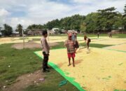 Bhabinkamtibmas Desa Cempi Jaya Pantau Panen Raya Jagung, Evaluasi Produktivitas dan Tantangan Pertanian