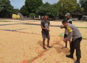 Bhabinkamtibmas Desa Ta’a Pantau Kegiatan Petani: Dukung Produktivitas dan Kesejahteraan Petani Jagung