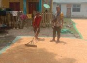 Bhabinkamtibmas Desa Rababaka Pantau Panen Jagung di Dusun Saleko