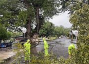 Personel Samapta Polres Sumbawa Sigap Evakuasi Pohon Tumbang