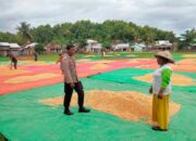 Bhabinkamtibmas Desa Cempi Jaya Pantau Panen Raya Jagung, Dukung Ketahanan Pangan Nasional