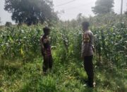 Bhabinkamtibmas Calabai Pantau Lahan Pertanian untuk Dukung Ketahanan Pangan Nasional