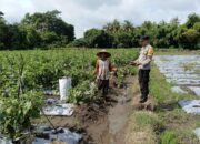 Sambangi Petani, Bhabinkamtibmas Polsek Labuhan Badas Dukung Ketahanan Pangan Nasional