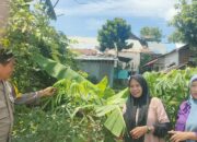 Pemantauan Pekarangan untuk Pengembangan Tanaman Singkong di Kelurahan Bada