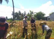 Sinergi Polri dan Petani: Bhabinkamtibmas Desa Kuripan Timur Bantu Panen Jagung Hibrida