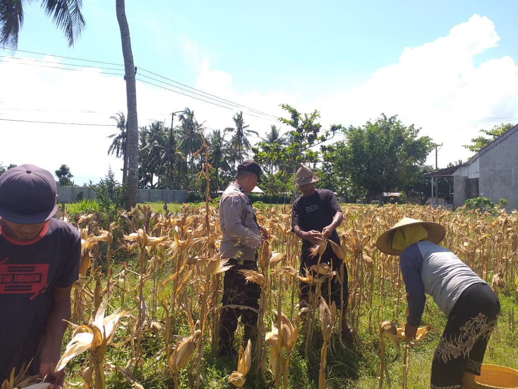 Sinergi Polri dan Petani: Bhabinkamtibmas Desa Kuripan Timur Bantu Panen Jagung Hibrida