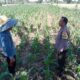 Bhabinkamtibmas Labuapi Dampingi Petani, Gencarkan Program Ketahanan Pangan di Bagik Polak Barat