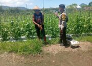 Dukung Swasembada Pangan, Bhabinkamtibmas Desa Maluk Monitoring Ketahanan Pangan di Desa Binaannya
