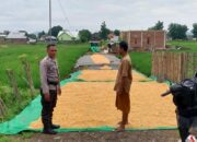 Pemantauan Hasil Jagung Milik Bapak Ilham dalam Mendukung Program Ketahanan Pangan Nasional Menuju Indonesia Emas 2045