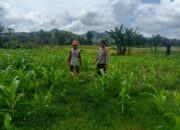 Pemantauan Lahan Jagung Milik Warga oleh Bhabinkamtibmas Kelurahan Kandai I Dukung Ketahanan Pangan Nasional Menuju Indonesia Emas 2045