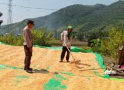 Dukung Ketahanan Pangan Nasional, Bhabinkamtibmas Pantau Panen Jagung Warga Madaprama