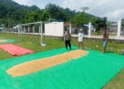 Panen Raya Jagung di Dompu, Bhabinkamtibmas Desa Daha Dukung Ketahanan Pangan Menuju Indonesia Emas 2045