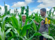 Polsek Dompu Dukung Ketahanan Pangan: Pantau Lahan Jagung Warga di Desa O’o