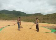 Panen Jagung di Riwo Dompu: Sinergi Petani dan Polisi Wujudkan Indonesia Emas 2045