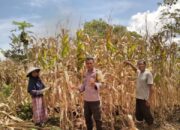 Bhabinkamtibmas Polsek Rasanae Barat Bantu Warga Panen Jagung, Dukung Program Ketahanan Pangan Nasional