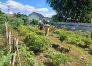 Dukung Program Ketahanan Pangan, Bhabinkamtibmas Desa Kiantar Dampingi Pengelolaan Pekarangan Pangan Bergizi