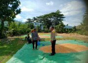 Dukung Program Ketahanan Pangan, Bhabinkamtibmas Woko Pantau Panen Jagung di Lahan Warga