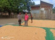 Bhabinkamtibmas Desa Jambu Pantau Panen Raya Jagung, Dukung Ketahanan Pangan Nasional