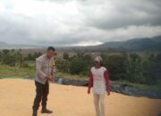 Bhabinkamtibmas Desa Saneo Pantau Panen Jagung Dukung Ketahanan Pangan Nasional