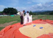 Harga Jagung Anjlok, Petani di Dompu Keluhkan Kerugian Saat Panen Raya