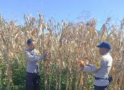 Bhabinkamtibmas Polsek Bolo Aktif Laksanakan Peninjauan Tanaman Jagung, Mendukung Ketahanan Pangan Nasional