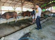 Pemantauan Peternakan Sapi di Kandai Dua, Dorong Ketahanan Pangan Menuju Indonesia Emas 2045