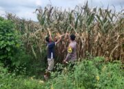 Dukung Indonesia Emas 2045, Bhabinkamtibmas Nusa Jaya Pantau Pemanfaatan Lahan Pertanian