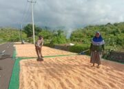 Totalitas Dukung Ketahanan Pangan Nasional Bhabinkamtibmas Polsek Soromandi Bantu Proses Pengeringan Jagung Warga