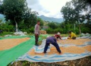 Bhabinkamtibmas Desa Woko Polsek Pajo Pantau Panen Jagung dalam Mendukung Program Ketahanan Pangan Nasional Menuju Indonesia Emas 2045